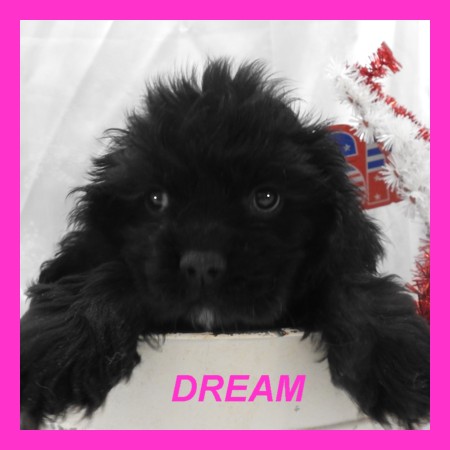 puppy, for, sale, Cocker Spaniel, Joe & Cherri  Overlease, dog, breeder, Miller, MO, dog-breeder, puppy-for-sale, forsale, nearby, find, puppyfind, locator, puppylocator, aca